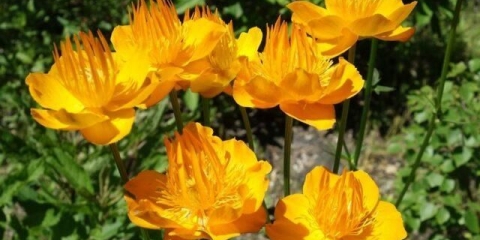 Kineski kupaći kostim zlatna kraljica (zlatna kraljica): fotografija i opis